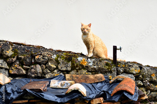 A stray cat (Felis silvestris catus) on the wall of a small town photo