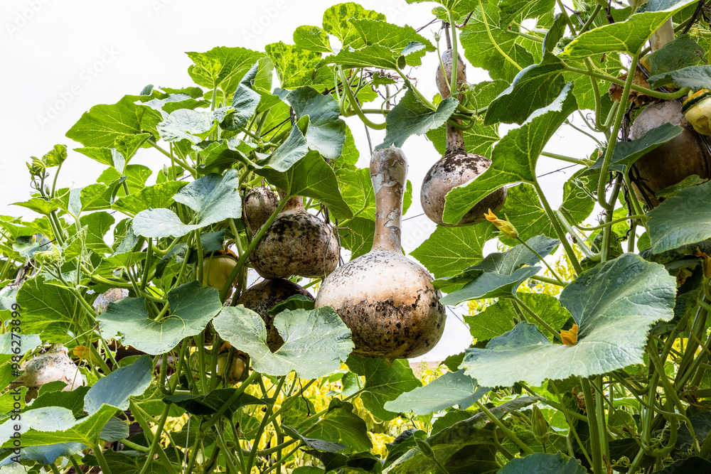Obraz premium ripe calabash gourds on vines in green garden