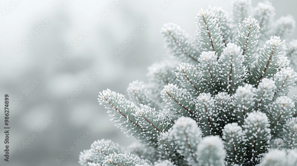 fir tree full of snow, aislated from a cloudy grey background
fir tree full of snow, aislated from a cloudy grey background