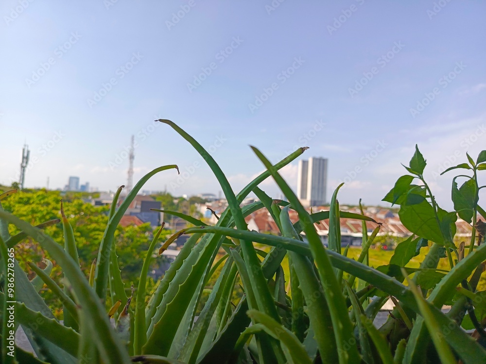 Obraz premium Aloe vera and sky