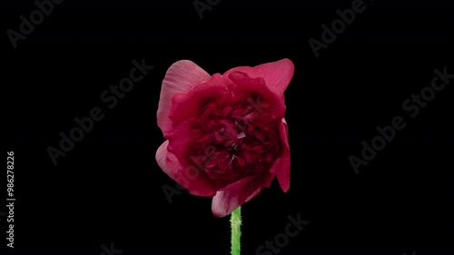 Macro time lapse opening Malva moschata musk mallow flower, isolated on pure black background