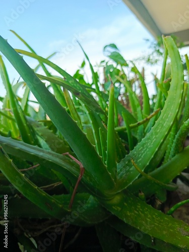 aloe vera plants