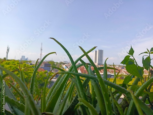  Aloe vera and sky