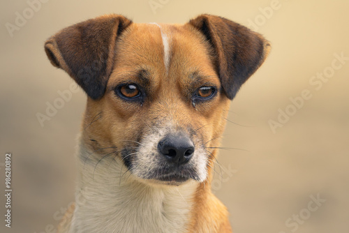 Stray dog portrait