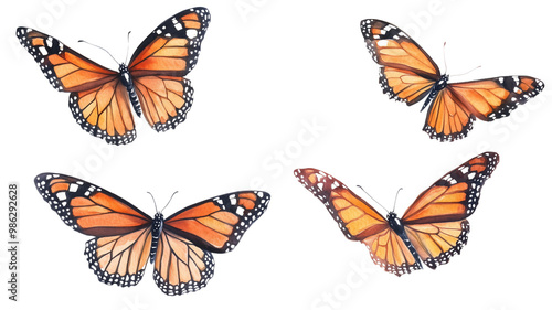 set of watercolors painting from multiple perspectives of beautifully Monarch Butterflies, transparent background