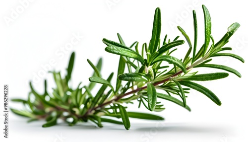 Fresh rosemary sprig with vibrant green leaves and woody stem, ideal for culinary or medicinal applications, isolated on a clean white background