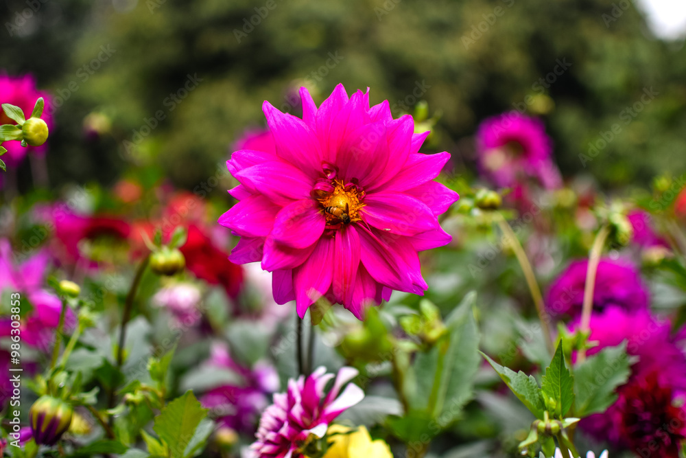 Experience the enchanting beauty of cosmos flowers set against a vibrant green background. Experience the enchanting beauty of cosmos flowers set against a vibrant green background.