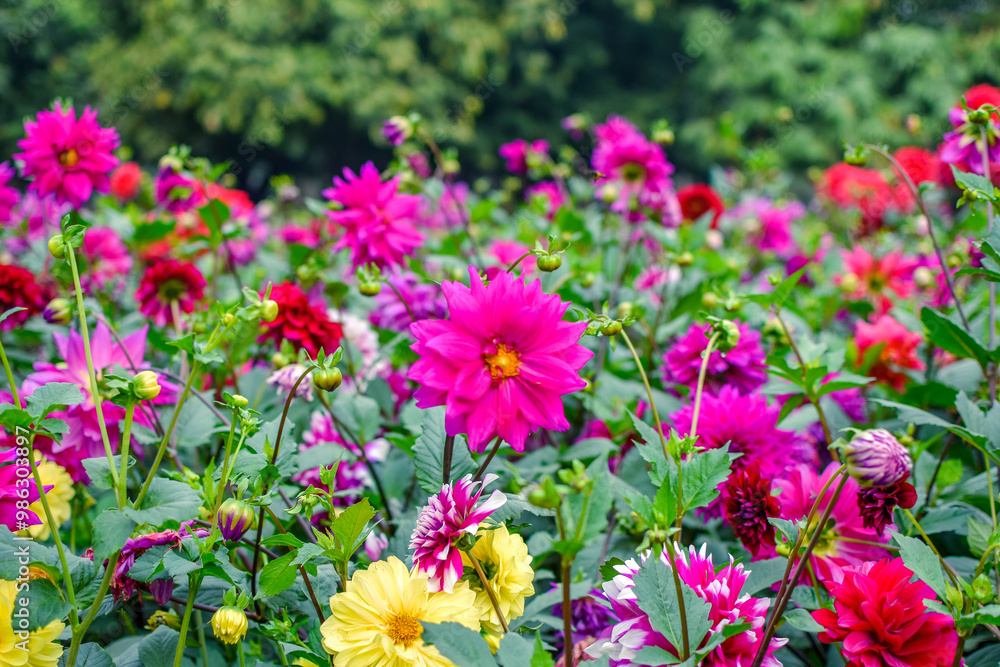 Experience the enchanting beauty of cosmos flowers set against a vibrant green background. Experience the enchanting beauty of cosmos flowers set against a vibrant green background.