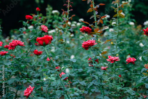 the vibrant red rose flourishing in the field, captivating all who behold its beauty.