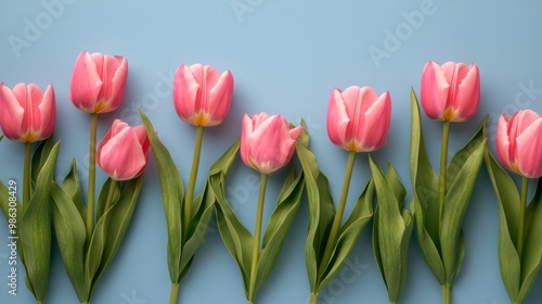 Beautiful pink tulips arranged on a blue background celebrating spring's vibr...