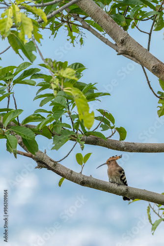 Eurasian Hoopoe bird perching on a branch of a tree near crop field. 