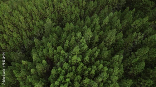 Aerial view of a lush pine forest in Central America, showcasing the majestic trees.