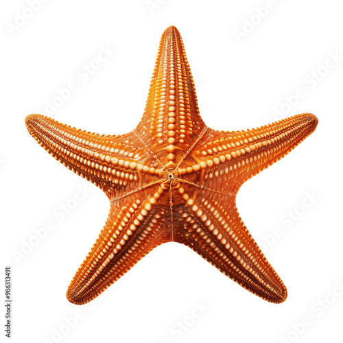 Star Fish image isolated on clear background photo