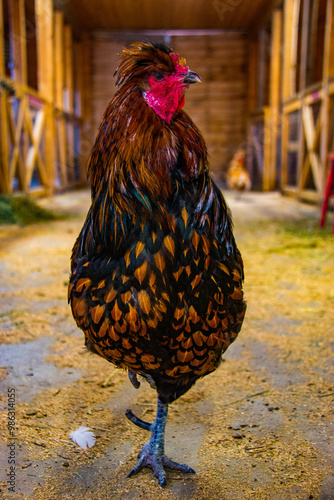 Coq photo