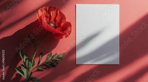 Bright red poppy flower resting beside a blank card on a pastel pink surface ...