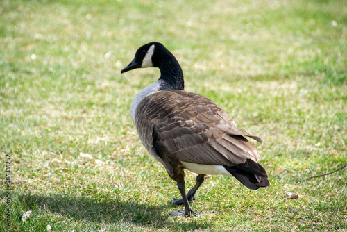 Canadian geese, Branta canadensis on the lake. Wild geese swim in the Park,Close-up of a Canada goose Branta canadensis, foraging in a green meadow photo