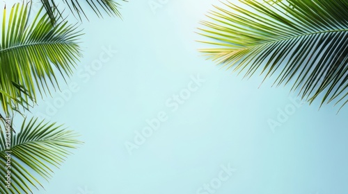 Coconut tree leaf abstract with copy space background