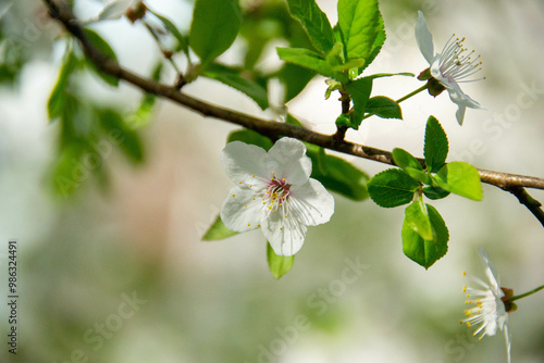 Pale mauve pink blooms of Leptospermum a genus of shrubs and small trees in the myrtle family Myrtaceae add color to the Australian landscape in winter attracting native birds and bees. High quality photo