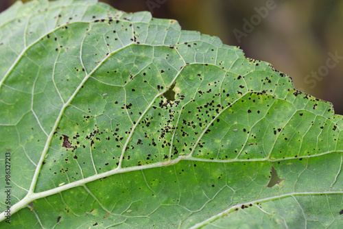 Rust of sunflower leaf. A fungal disease of sunflowers caused by Puccinia helianthi photo