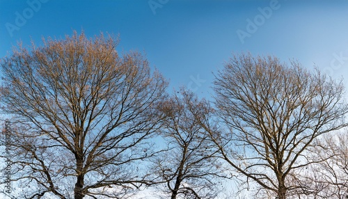 Bare tree branches in winter isolated against a flat background.