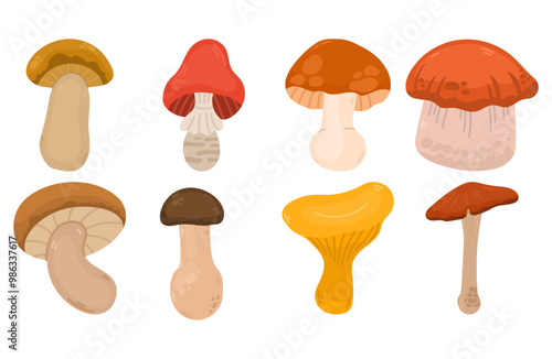Set of different mushrooms in flat style illustration. Different good edible mushrooms and toadstools collection