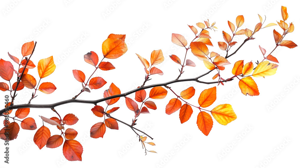 Autumn branches illustration for Thanksgiving festival, PNG file, isolated on white, transparent background Autumn branches illustration for Thanksgiving festival, PNG file, isolated on white, transparent background