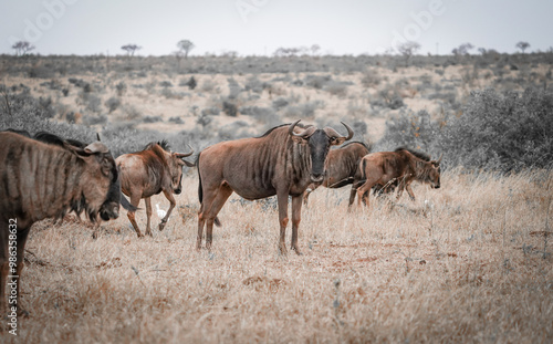 herd of wildebeest