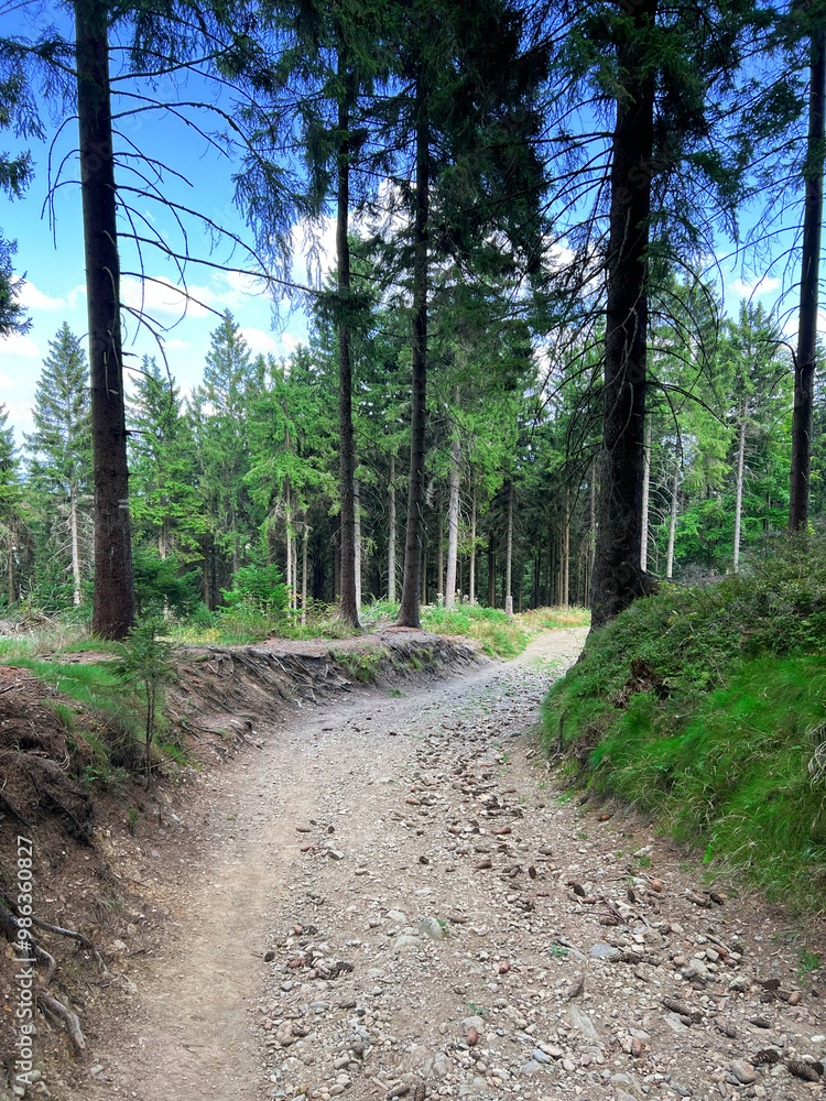 Landscape - summer coniferous forest in rays of sun. Stony path in the forest among pines and firs. Sun breaks through branches. Travel concept. Vertical Photo. Long way through beautiful forests. Landscape - summer coniferous forest in rays of sun. Stony path in the forest among pines and firs. Sun breaks through branches. Travel concept. Vertical Photo. Long way through beautiful forests.