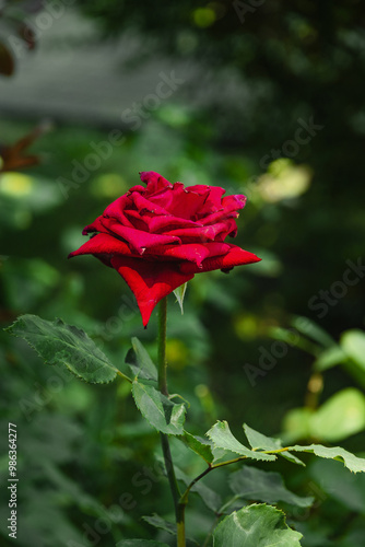 A rose flower on a blurred background. A red rose on a background of green foliage. Close-up of the scarlet rose. A bright red rose on a bush in the garden. Selective focus. Vertical image. 