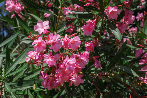 A close-up of the pink flower of oleander nerium, a poisonous shrub tree. Blooming pink oleander in the garden. Pink oleander. Selective focus.