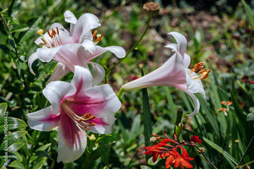 Garden lilies with white petals. Large flowers on a sunny day. Blooming lilies. The daylily flower is pink and white in close-up. Pink and white lily on a green background.