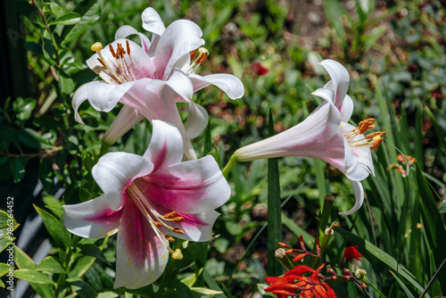 Garden lilies with white petals. Blooming lilies. Large flowers on a sunny day. The daylily flower is pink and white in close-up. Pink and white lily on a green background.