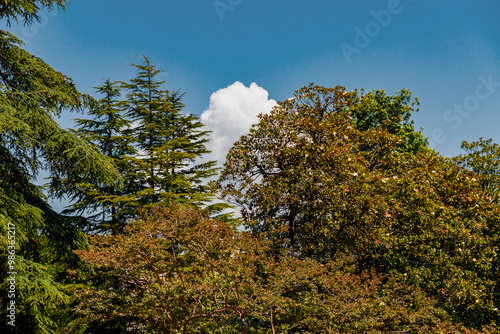 A landscape with trees on a blue sky background.