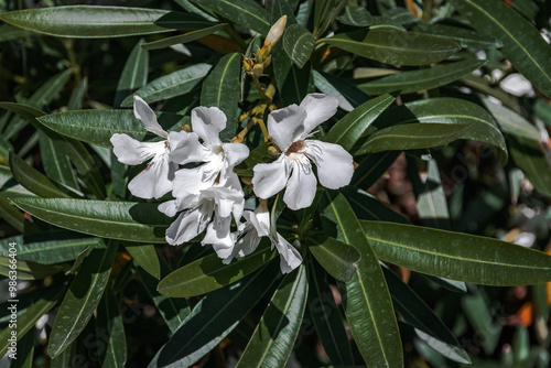 Close-up of the white flower of oleander nerium, a poisonous shrub tree. Blooming white oleander in the garden. White oleander nerium is an ornamental shrub. White oleander. Selective focus.