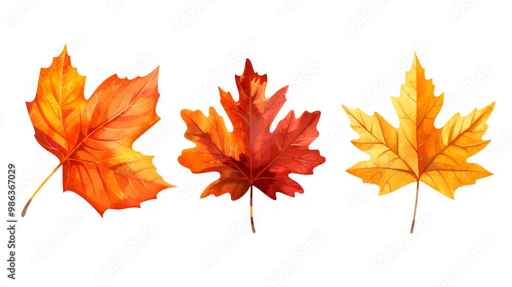 Autumn leaves illustration for Thanksgiving festival, PNG file, isolated on white, transparent background.