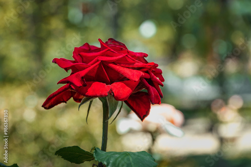 A red rose on a background of green foliage. A rose flower on a blurred background. Close-up of the scarlet rose. Selective focus. A bright red flower on a bush in the garden. The scarlet rose.