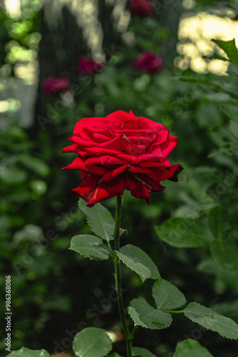 A red rose on a background of green foliage. A rose flower on a blurred background. Close-up of the scarlet rose. Selective focus. Vertical image. A bright red rose on a bush in the garden.