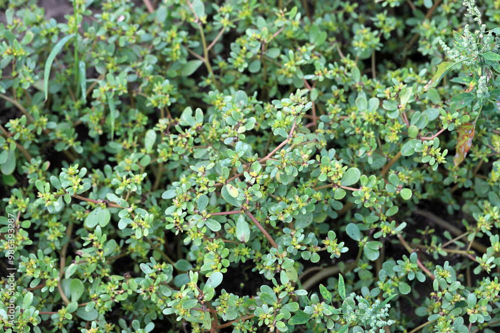Purslane Portulaca oleraceae flowering prostrate weed plant. Purslane Portulaca oleraceae flowering prostrate weed plant.