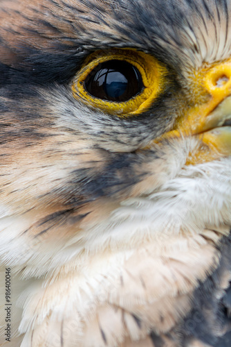 Lanner Falcon Eye (Falco biarmicus), common in open landscapes and cliffs across Europe and Africa photo