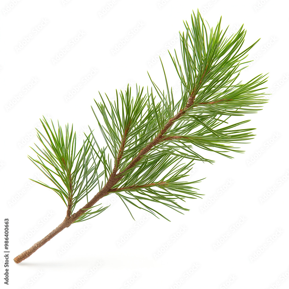 Pine Bough Isolated Pine Bough Isolated