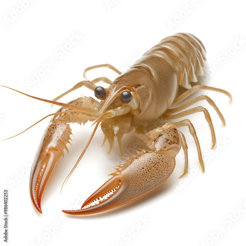 Scampi Isolated