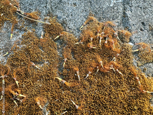 Sphagnum moss or peat moss is a unique moss grown in wet and humid surface with its red golden brown color. This golden brown moss is short branched and adaptable to grow like a vines on stones wall photo