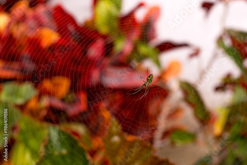 araña