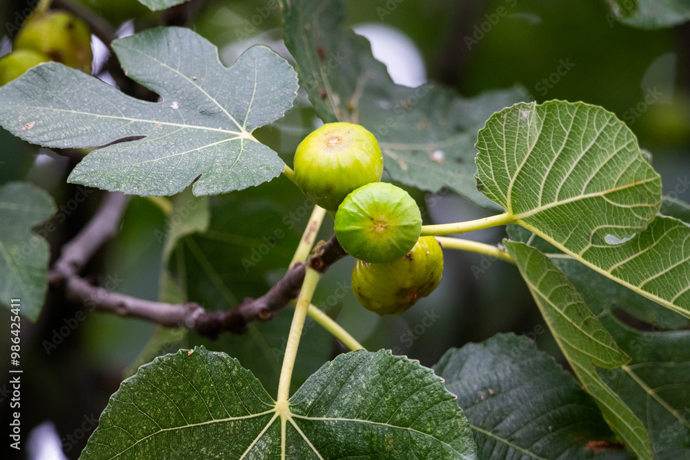 higos, higuera, árbol, breva, dulce, rico, olor, sabor, fruta higos, higuera, árbol, breva, dulce, rico, olor, sabor, fruta