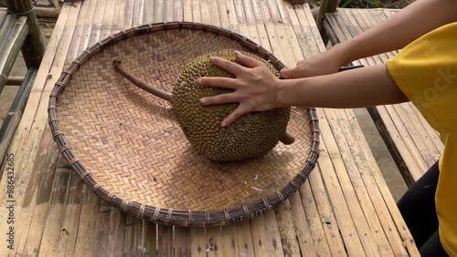 Jackfruit or jack fruit - Artocarpus heterophyllus photo