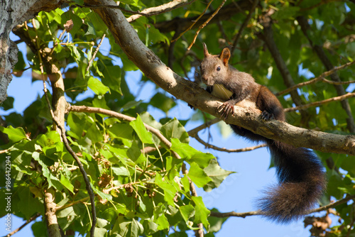 Eurasian red squirrel sittinh on a tree branch on a sunny day photo