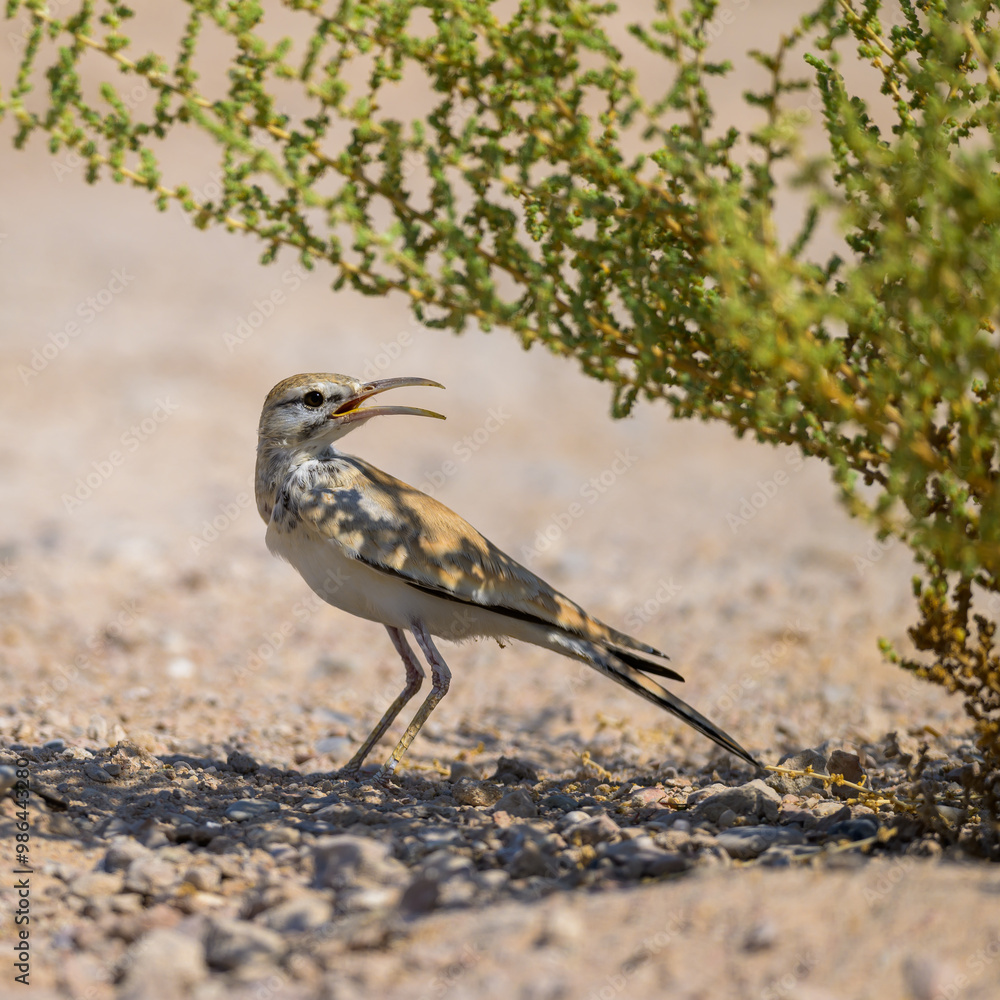 Obraz premium Closeup of a Crested Lark perched on the ground, in Qatar.