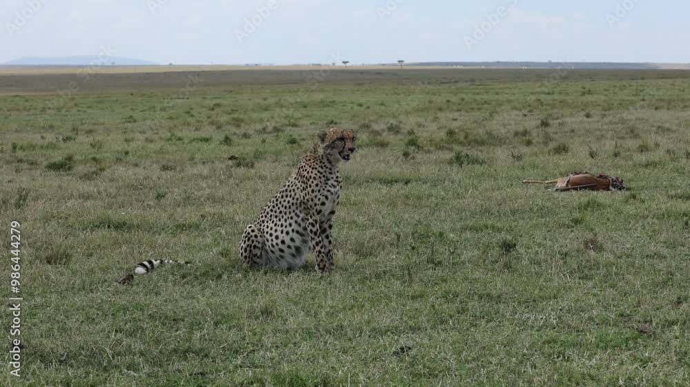 High quality 4K Video of a Cheetah along with its Kill Gazelle, in open Savannah grasslands of Masai Mara, Kenya, Africa High quality 4K Video of a Cheetah along with its Kill Gazelle, in open Savannah grasslands of Masai Mara, Kenya, Africa