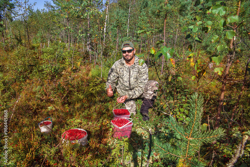 A man picks lingonberries in the forest.