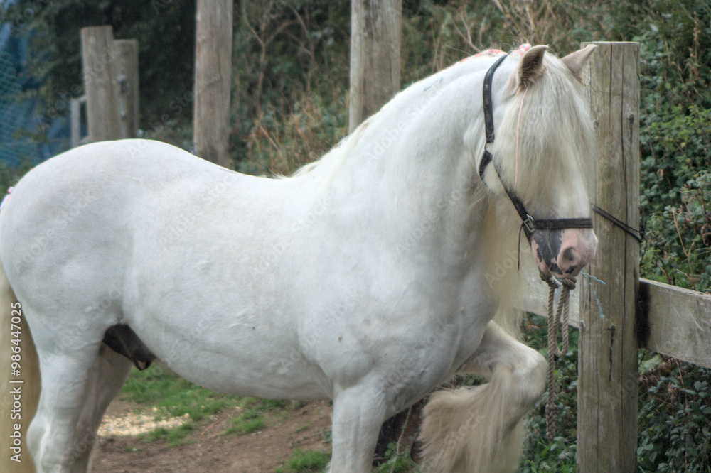 Fototapeta premium white horse with leg up 